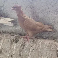 کبوتر
