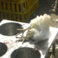 نیازمند کارگر ساده هستم