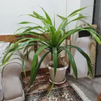 درختچه ای پاندانوس