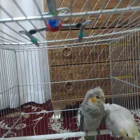 عروس هلندی 2عدد جوجه باهم این قیمت 3ماهه سخنگو|پرنده|کرمانشاه, |دیوار