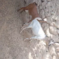 کهره فروشی