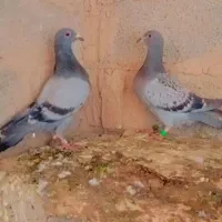 کبوتر پلاکی