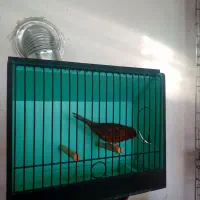 قناری|پرنده|اردبیل, |دیوار