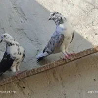 کفتر|پرنده|رودان, |دیوار