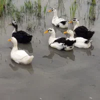 تخم اردک|حیوانات مزرعه|شفت, |دیوار