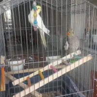عروس هلندی دوعدد خونگی ماده وشاداب