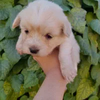 توله سگ شیتزو|سگ|زرند, |دیوار