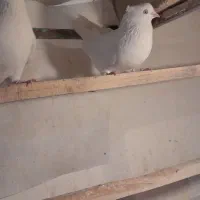 کبوتر سفید|پرنده|معصومیه, |دیوار