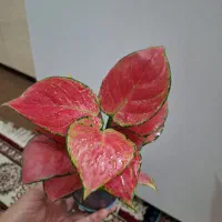 فیلودندرون قرمز|گل و گیاه طبیعی|شاهینشهر, حاجی آباد|دیوار