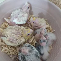 جوجه عروس هلندی سرلاکی