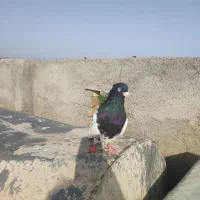 کله سیاه درشت