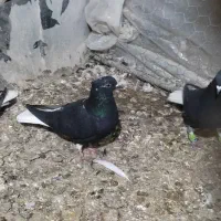 کبوتر جفتی|پرنده|محمدیه-قزوین, |دیوار