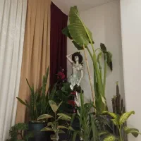 گل بابا آدم