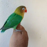 کوتوله برزیلی فروش یا معاوضه با کفتر