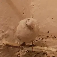 کفتر باخت رفته زیر بال بنفش حلقه پا مشکی