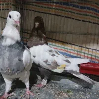 کبوتر سینه ای|پرنده|بروجن, |دیوار