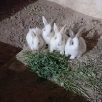 خرگوش خانگی|موش و خرگوش|برخوار, |دیوار