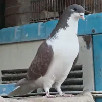 کفتر رنگی|حیوانات|بوئین زهرا, |دیوار