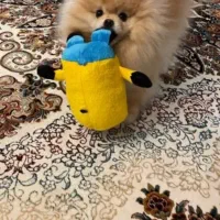 واگذاری پت با شروط