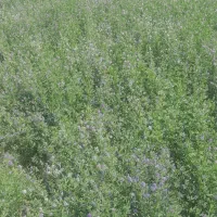 یونجه