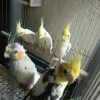 3جفت عروس با یک ماده با تمام وسایل