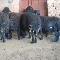 بره قوچهای هتروزیگوت نژاد‌ شیروار