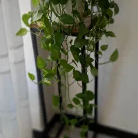 پتوس سبز و ابلق|گل و گیاه طبیعی|کرج, کوی امامیه|دیوار