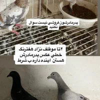 دم سفید هفترنگ خطی قفس جفتگاه چپ خوشرنگ|پرنده|قزوین, |دیوار