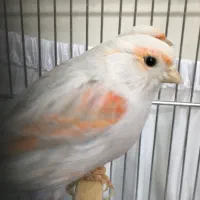 قناری ماده مست جفتی سهره