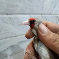 سهره گلبسر قناری مست