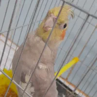 طوطی|پرنده|باوی, |دیوار