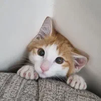 واگذاری رایگان گربه