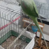 شاه طوطی فوق العاده سخنگو وباهوش ورام ودستی|پرنده|شهریار, شهرک وائین|دیوار