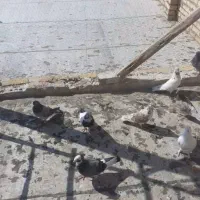 کبوتر پرشی تضمینی