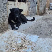 میش بره بز سگ|سگ|مبارکه, |دیوار