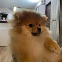 سگ پامرین خرسی|سگ|مشهد, قائم|دیوار