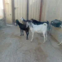 سلام دوستان 5راس بزغاله ویک راس بز داشتی و توقلی|حیوانات مزرعه|انبارآلوم, |دیوار