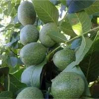 نهالستان گردو و بادام دیرگل و پربار پالیز|خدمات باغبانی و درختکاری|الشتر, |دیوار