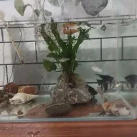 ماهی و آکواریوم