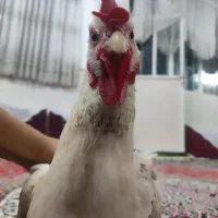 تعدادی مرغ و خروس لهستانی سلطان بفروش می رسد|حیوانات مزرعه|قم, آذر (نکویی)|دیوار