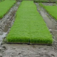 سینی نشا بذر طارم هاشمی