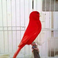 گرده همایی و گپ اموزشی سنتی قناری