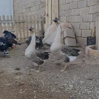 جوجه قوغاز اصیل اوکراینی|حیوانات مزرعه|قزوین, |دیوار