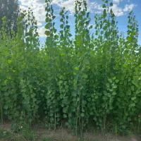 فقط تا پایان هفته خرید نهال صنوبر با تخفیف ویژه