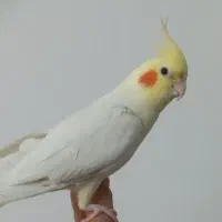 عروس هلندی جفت|پرنده|گلستان (تهران), |دیوار