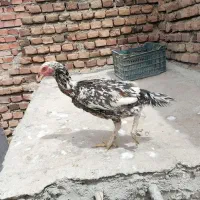 مرغ اصل