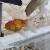 ماهی گلدفیش