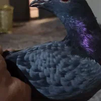 فروشی|پرنده|ایرانشهر, |دیوار