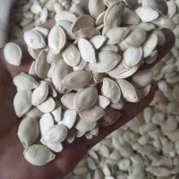 تخمه خوی مستقیم بدون واسطه بازار ولیعصر کرج|عمده‌فروشی|کرج, شهرک شیخ سعدی|دیوار