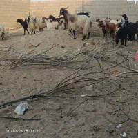 فروش فوری بز کوهی|حیوانات مزرعه|چابهار, |دیوار